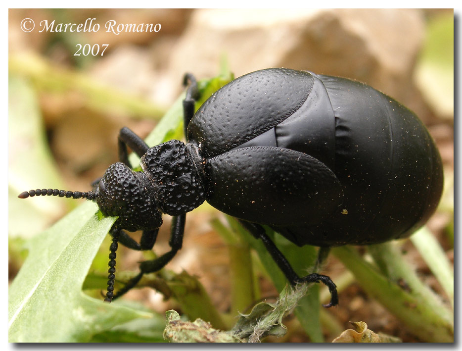 Il pasto della Meloe tuccius:foto e filmati  (Col. Meloidae)